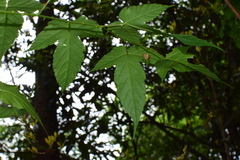 Rubus glabricarpus