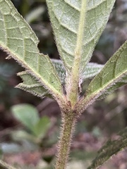 Atractocarpus hirtus