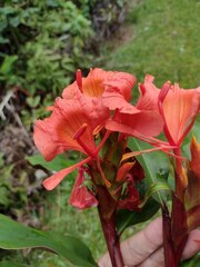 Hedychium greenii