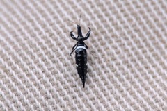 Compsothrips albosignatus