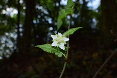 Rubus glabricarpus