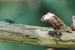 Gymnomerus laevipes