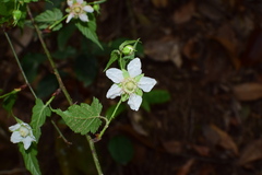 Rubus glabricarpus