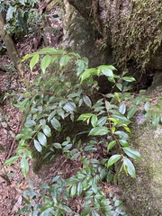 Atractocarpus hirtus