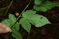 Rubus glabricarpus