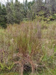 Schizachyrium condensatum