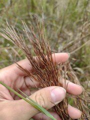 Schizachyrium condensatum