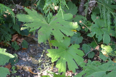 Petasites frigidus palmatus