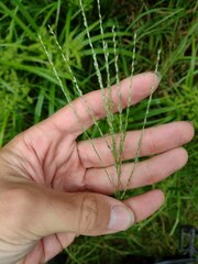 Digitaria eriostachya
