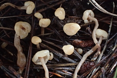 Cudonia circinans
