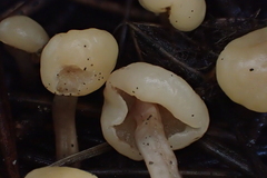 Cudonia circinans