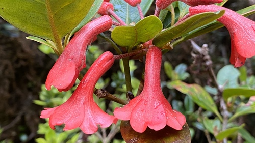 Rhododendron lochiae observed 2022-08-21