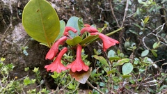 Rhododendron lochiae