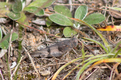 Oedipoda caerulescens