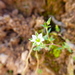 Arenaria tetragyna - Photo (c) danplant,  זכויות יוצרים חלקיות (CC BY-NC), הועלה על ידי danplant
