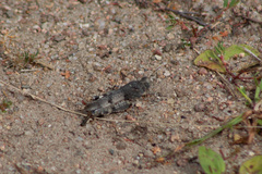 Oedipoda caerulescens