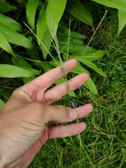 Digitaria eriostachya