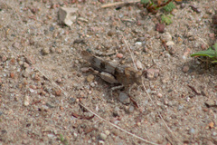 Oedipoda caerulescens