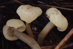 Cudonia circinans