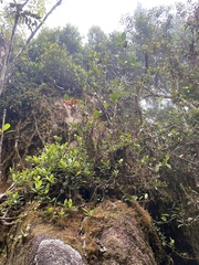 Rhododendron lochiae