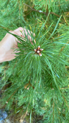 Pinus sibirica