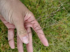 Digitaria eriostachya