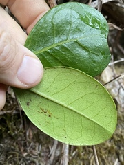 Rhododendron lochiae
