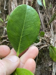 Rhododendron lochiae
