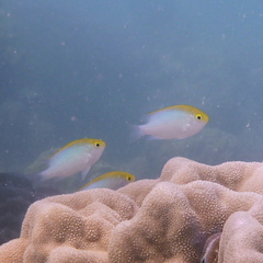 Pomacentrus aurifrons