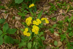 Youngia erythrocarpa