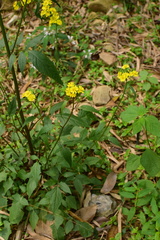 Youngia erythrocarpa