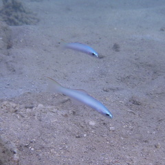 Ptereleotris microlepis