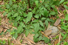 Youngia erythrocarpa