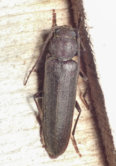 Arhopalus