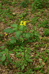 Youngia erythrocarpa
