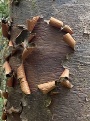 Agathis atropurpurea