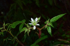 Rubus sumatranus