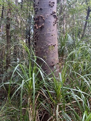 Agathis atropurpurea