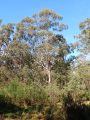 Eucalyptus elata
