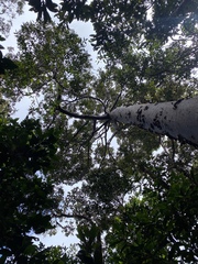 Agathis atropurpurea