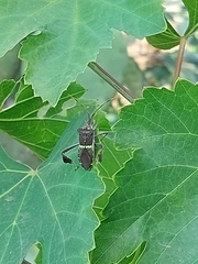 Leptoglossus zonatus