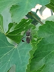 Leptoglossus zonatus