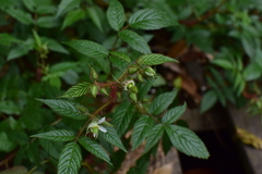 Rubus sumatranus