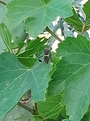 Leptoglossus zonatus