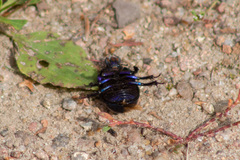 Anoplotrupes stercorosus