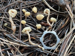 Cudonia circinans