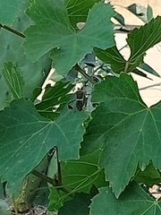 Leptoglossus zonatus