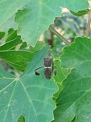 Leptoglossus zonatus