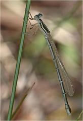 Austrosticta soror