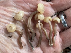 Cudonia circinans